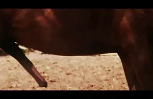 XXX بلوز در جوراب قصص سكس مصورة 3d های صورتی ، او را با یک اسباب بازی جنسی fucks می کند